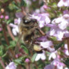 abeille butinant du thym