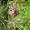 Fleur séchée de carotte sauvage