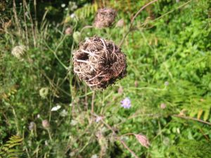 Fleur séchée de carotte sauvage