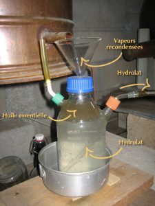 essencier montrant la séparation hile essentielle/eau florale