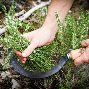 La cueillette sauvage : comment nous travaillons.