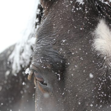 Utiliser les hydrolats pour soigner nos animaux