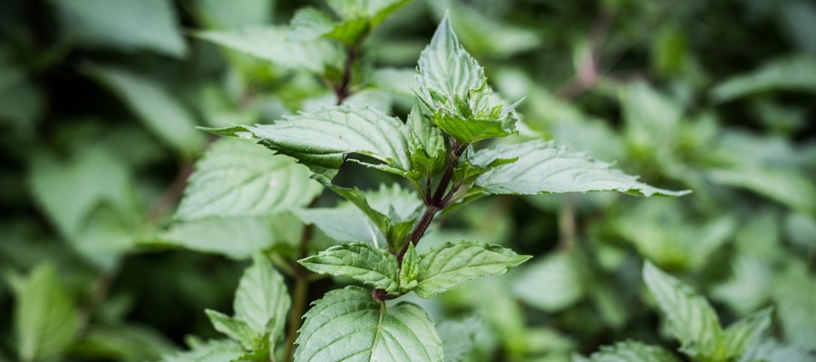 pied de menthe poivrée