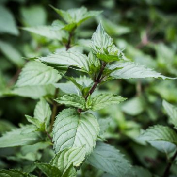 Comment une menthe poivrée indienne devient-elle française ?