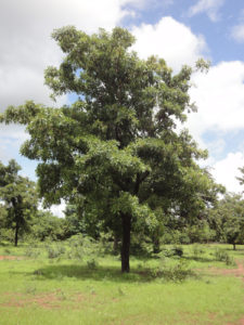 arbre karité