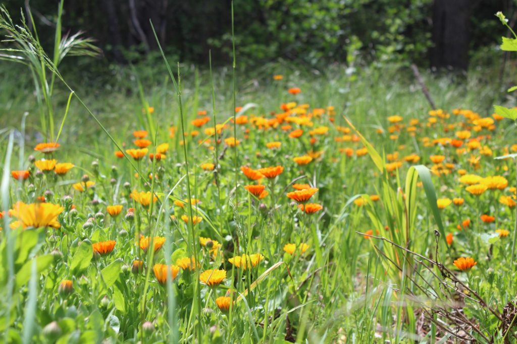 champ de calendula