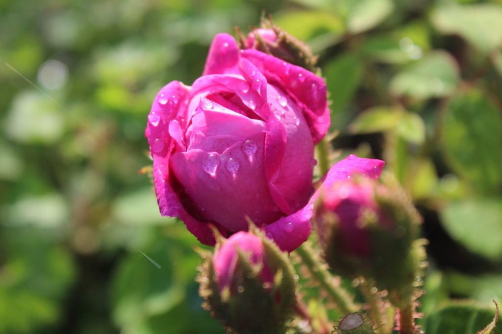 rose de Damas