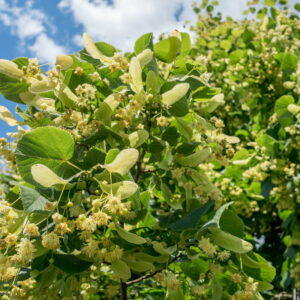 tilleul en fleur