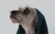 chien après shampoing