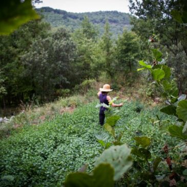 La  culture de plantes aromatiques en territoire cévenol (2/4) Des plantes adaptées