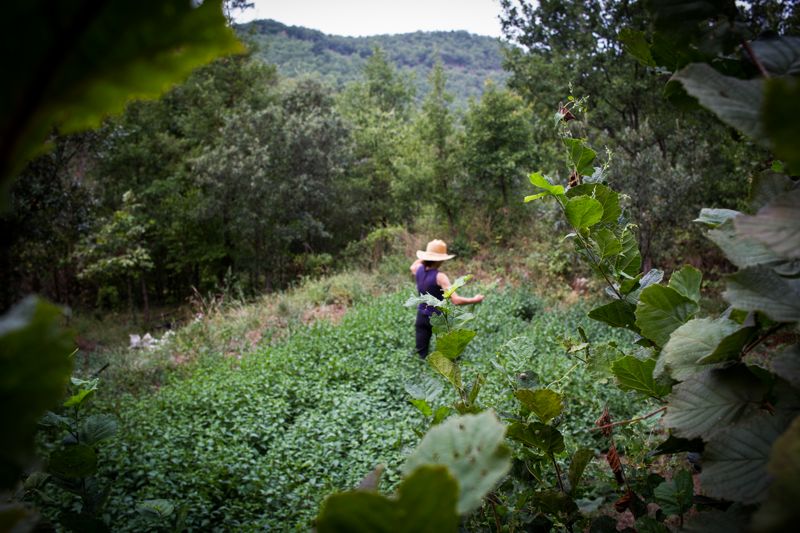 menthes cultivées en terrasses