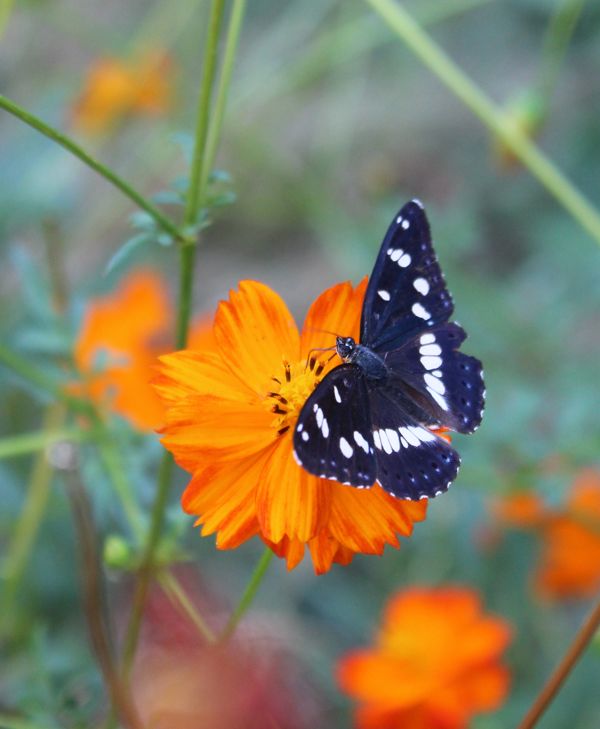 papillon sur un cosmos